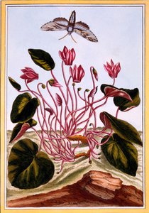 Cyclamen, c.1766 by Pierre Joseph Buchoz